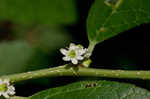 Common winterberry